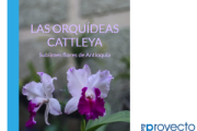Las orquídeas Cattleya. Sublimes flores de Antioquia.