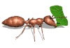 hormiga