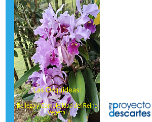 Haz click para abrir el recurso Orquideas