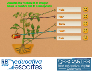 Plantilla: Identificando partes - Flechas