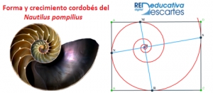Forma y crecimiento cordobés Nautilus pompilius