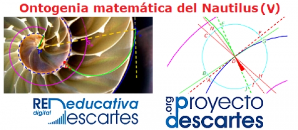 Ontogenia matemática del Nautilus (V)