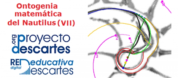 Ontogenia matemática del Nautilus (VII)