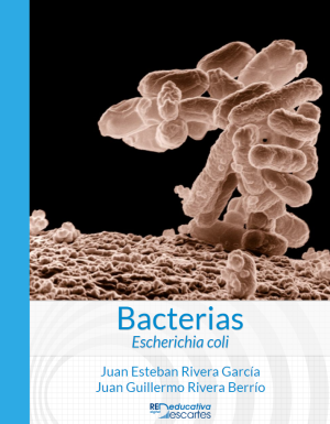 Bacterias