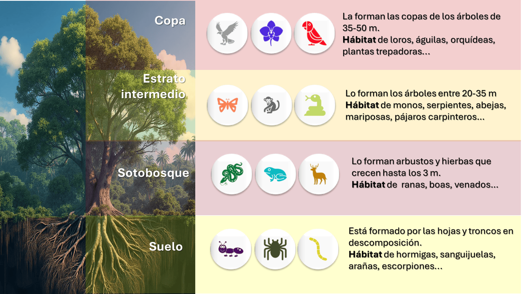 Descripción de la imagen