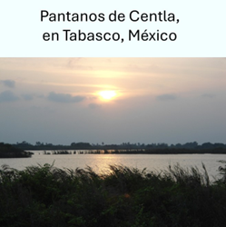 Humedal permanente