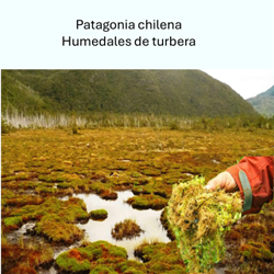Humedal turbera
