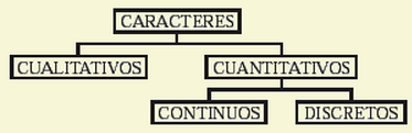 Clasificación  de caracteres estadísticos