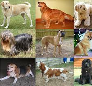 Razas de perros