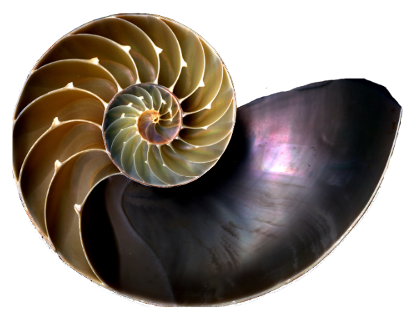 Sección de la concha del Nautilus pompilius