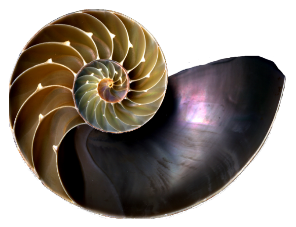 Sección de la concha del Nautilus pompilius Sección de la concha del Nautilus pompilius