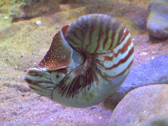 Nautilus pompilius Nautilus pompilius