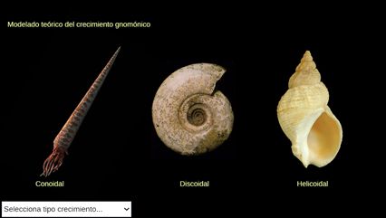 Modelado teórico del crecimiento gnomónico