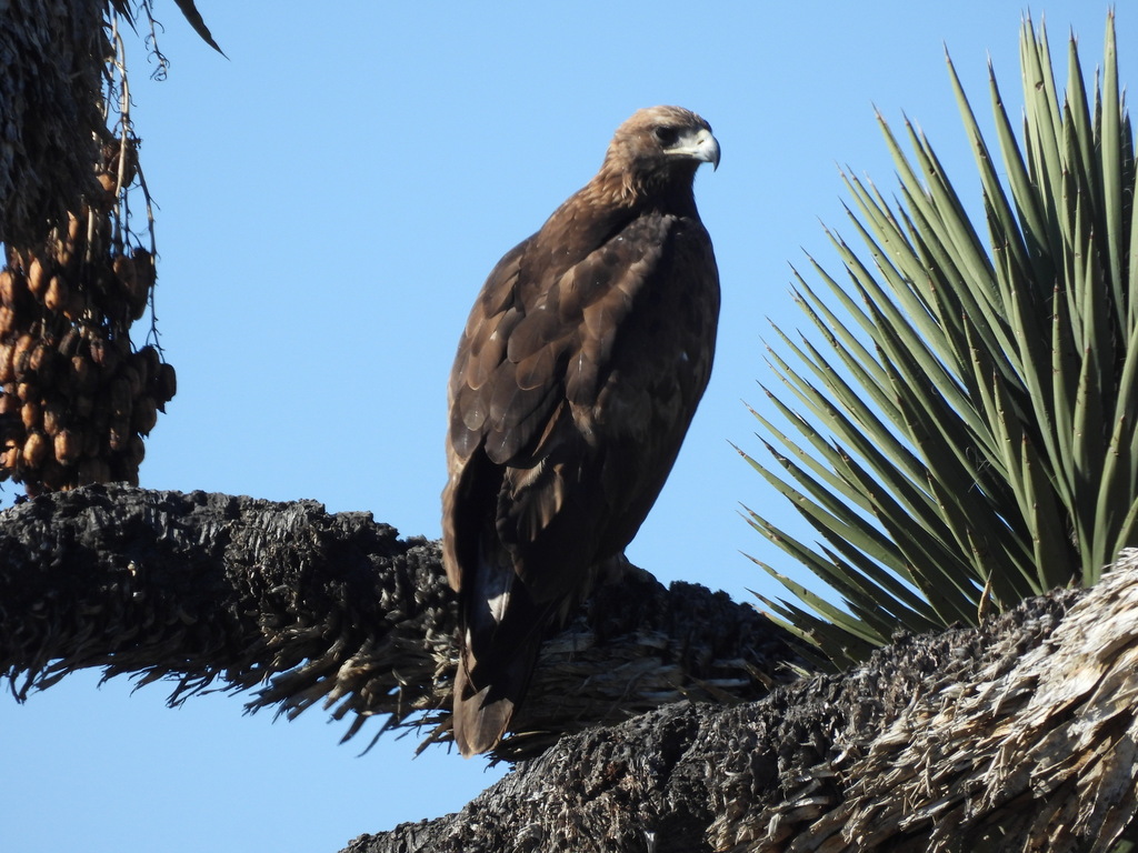 Introducción a las aves rapaces