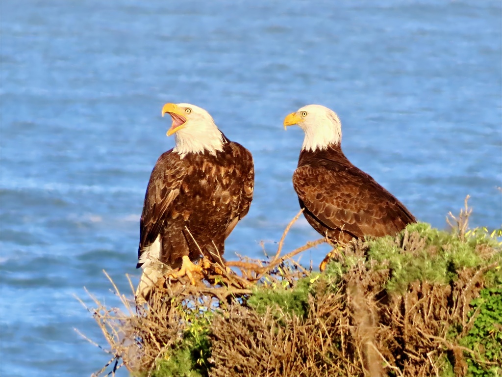 Introducción a las aves rapaces, realistic