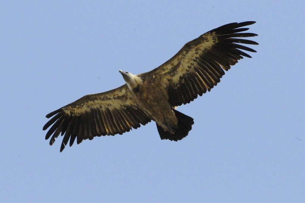 Introducción a las aves rapaces