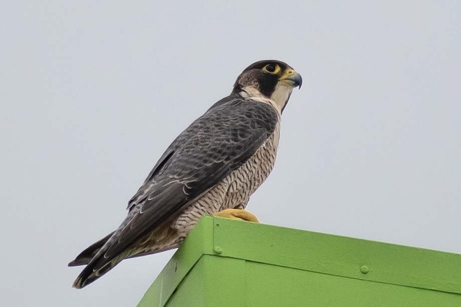 Halcones peregrinos, photorealistic