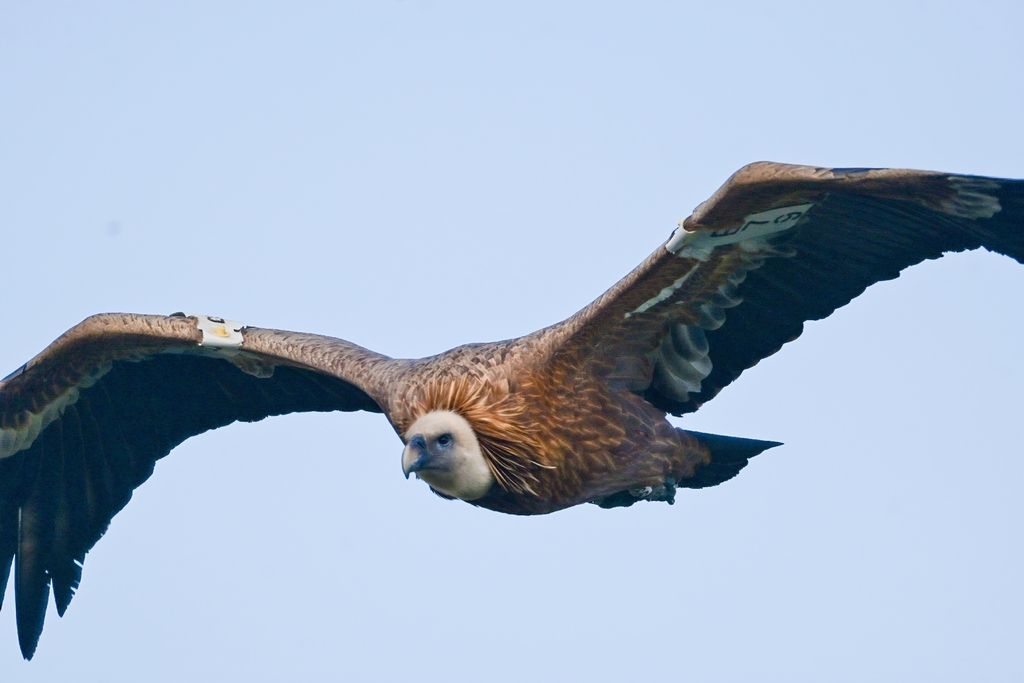 El condor y el buitre, photorealistic