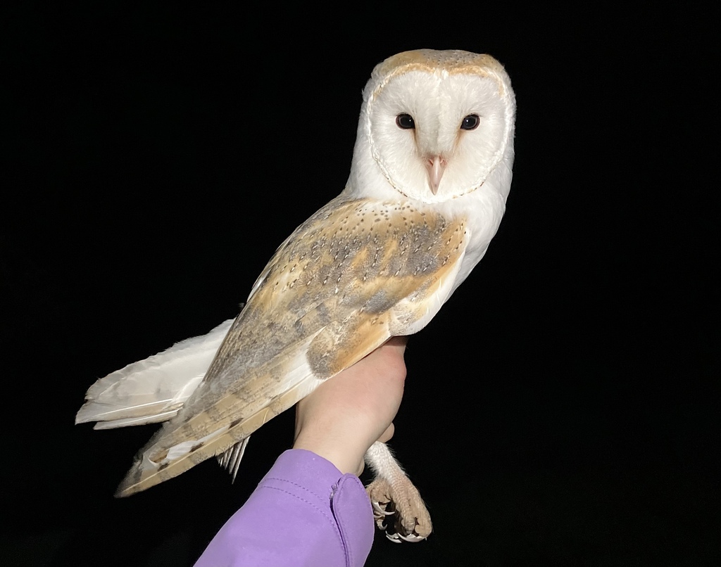 Rapaces nocturnas, buhos y lechuzas