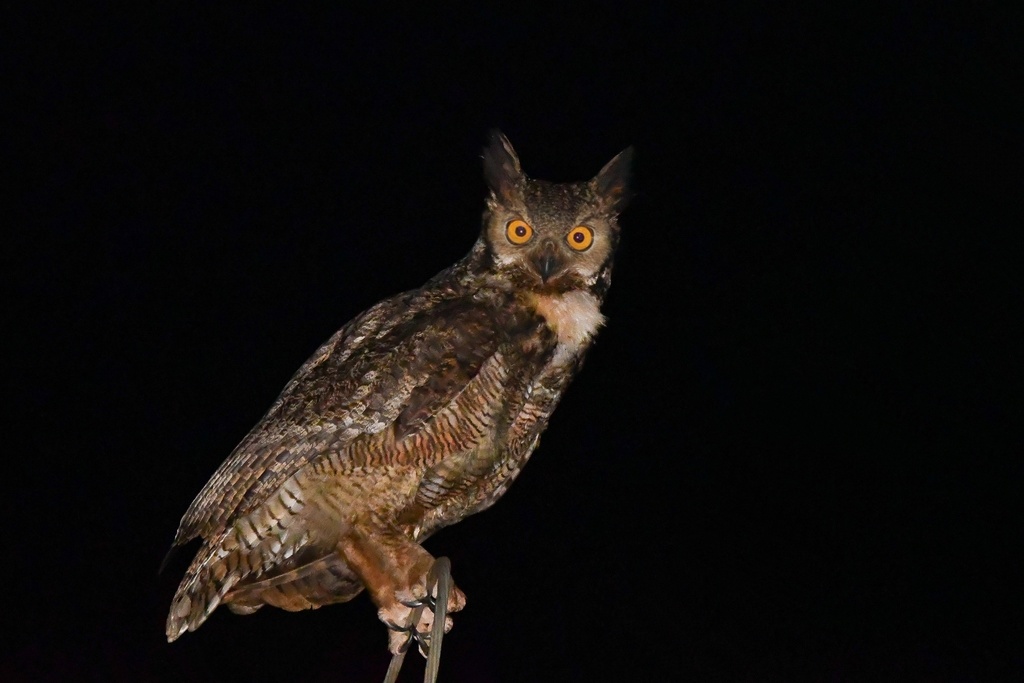 Rapaces nocturnas, buhos y lechuzas