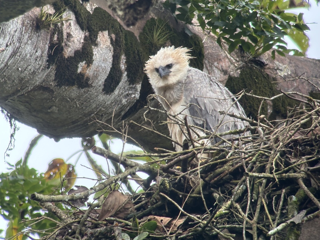 The Harpy Eagle (Harpia harpyja)