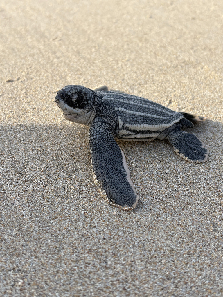 tortuga laúd, realistic