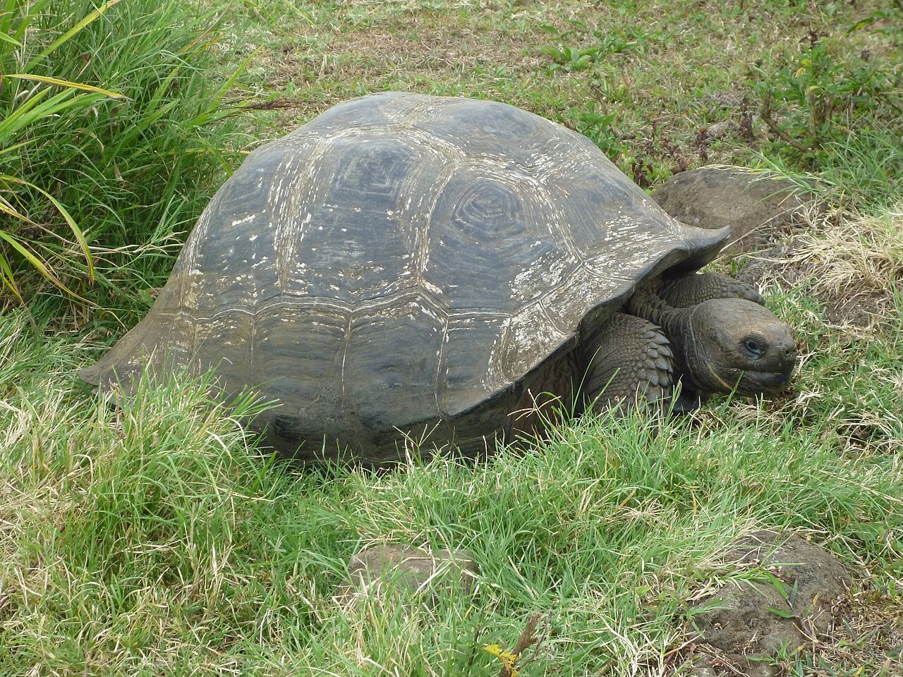 Tortuga gigante de Galápagos