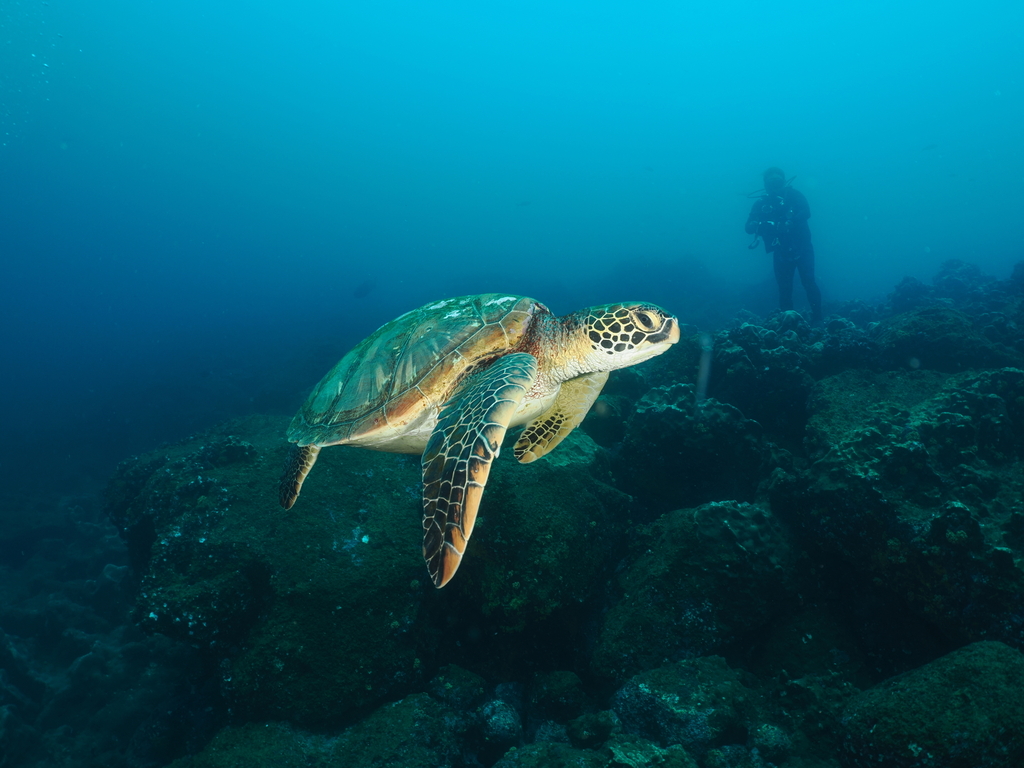 Tortuga mordedora , realistic