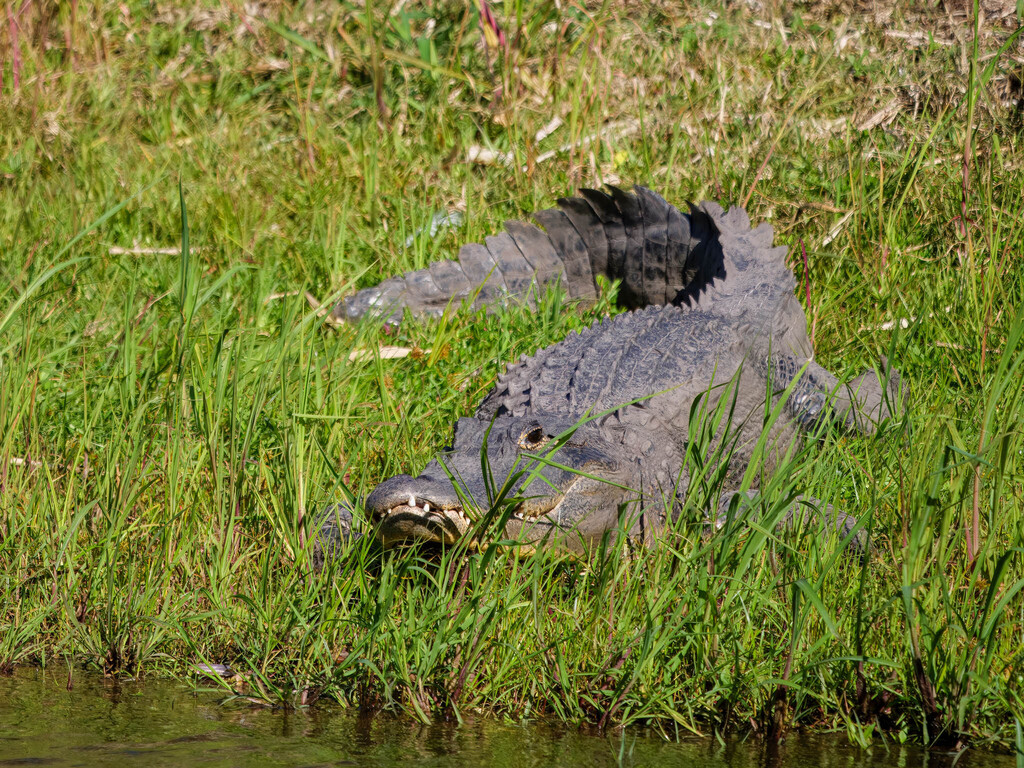 Cocodrilos y parientes