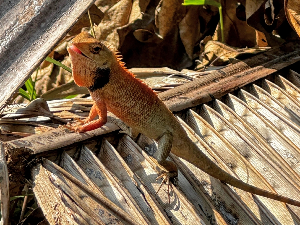 Lagartos (iguanas, dragones, camaleones y basiliscos)
