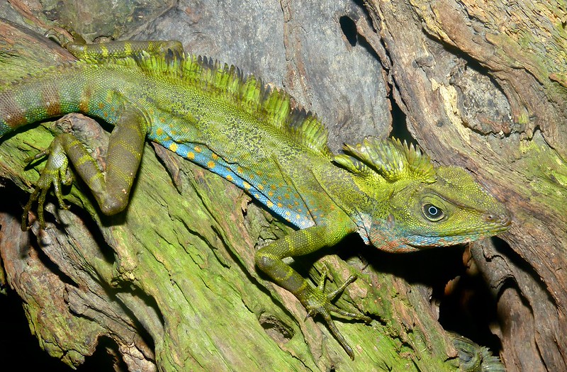 Tres iguanas en un árbol