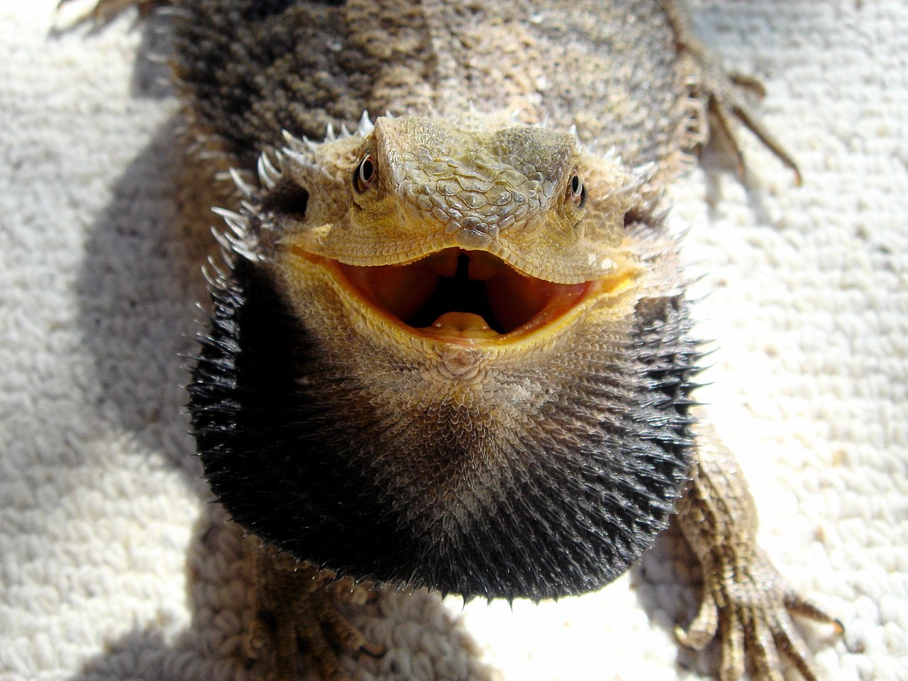 Bearded dragon