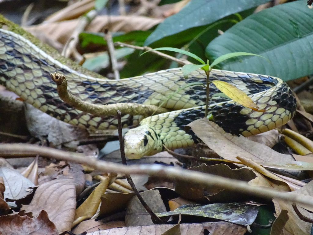 Serpientes constrictoras, serpientes venenosas y no venenosas