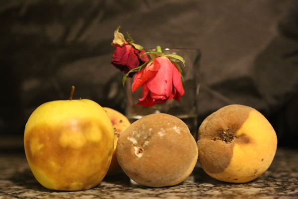 Fruta pudriéndose. En la imagen se puede observar el resultador de la acción catalítica de los enzimas que descomponen los alimentos.